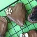serce w czekoladzie